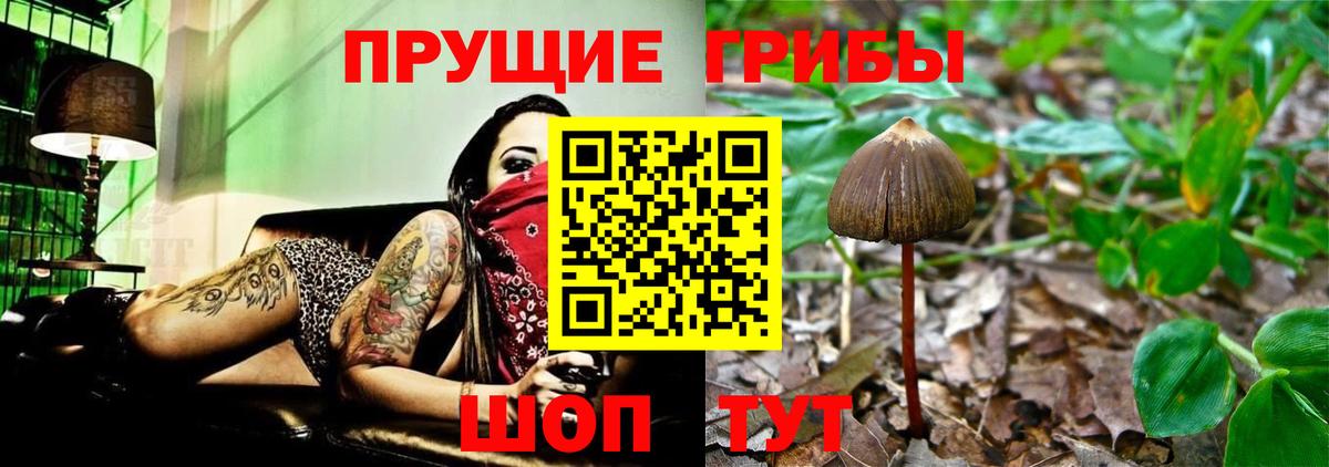 Псилоцибиновые грибы Psilocybine cubensis Грозный